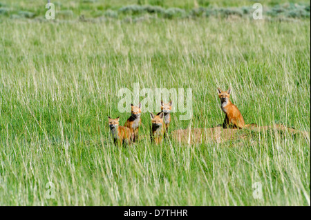 Fox pups traînant par den, près de l'Saritoga, Wyoming. Banque D'Images