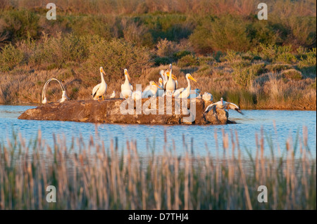 Pélicans blancs sur les petites îles rookery (Pelecanus erythrorhynchos) à Storer-Saratoga Lake Wetland, Saratoga, Wyoming. Banque D'Images