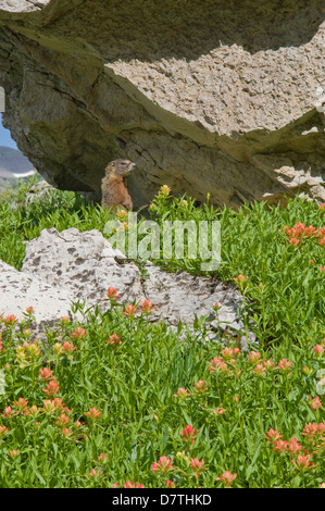 Bulbul (Marmot Marmota flaviventris) Rockchuck et Indian Paintbrush. Jedediah Smith Wilderness, le Wyoming. Banque D'Images