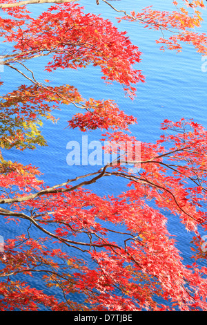 Feuilles d'érable et le lac Towada, préfecture d'Akita Banque D'Images