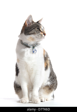 Chat aux cheveux courts intérieurs photographiés dans un studio avec un fond blanc adapté à la découpe Banque D'Images