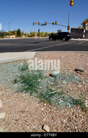 Un herbicide appliqué aux mauvaises herbes en bordure de Tucson, Arizona, USA. Banque D'Images