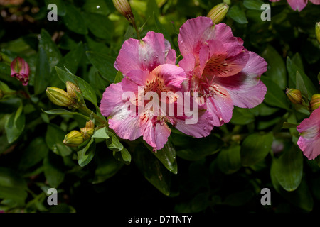 La princesse Lily Alstromeria Nain, Novato, Californie, États-Unis. Banque D'Images