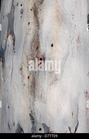 Close-up de l'écorce de Red Spotted Gum Gomme friable/- Eucalyptus mannifera ssp. mannifera- famille des Myrtaceae Banque D'Images