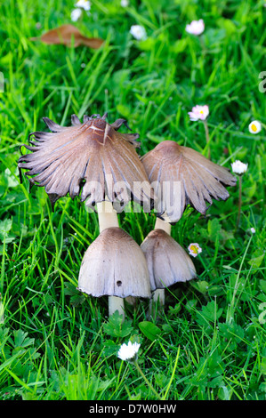 Inkcap commun (champignon Coprinus atramentarius) sur jardin pelouse. Kent, Angleterre. Le 12 mai 2013. Banque D'Images