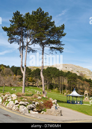 Happy Valley Jardin avec grand orme dans la distance à Llandudno North Wales UK Banque D'Images