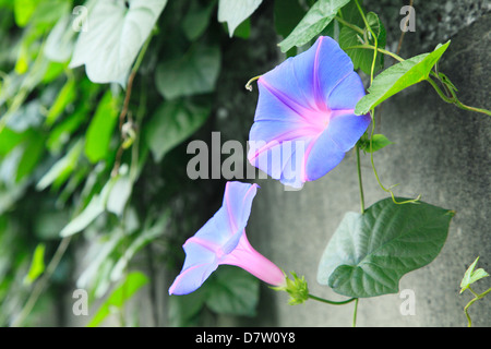 Morning Glory flowers Banque D'Images