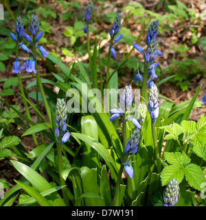 Hyacinthoides hispanica espagnol Bluebells croissant dans une forêt de Surrey en mai Banque D'Images