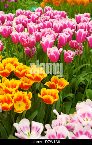 Les tulipes, les jardins de Keukenhof, Lisse, Pays-Bas Banque D'Images