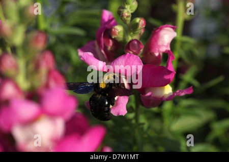 Bug sur une fleur,Antirrhinum majus Banque D'Images