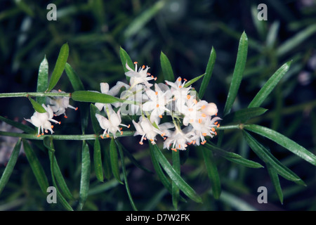 Gros plan de fleurs de l'Asparagus Fern/Emeraude/arbuste de la sétaire verte/Fruits-Aspargus Sprenger Asparagus densiflorus Banque D'Images