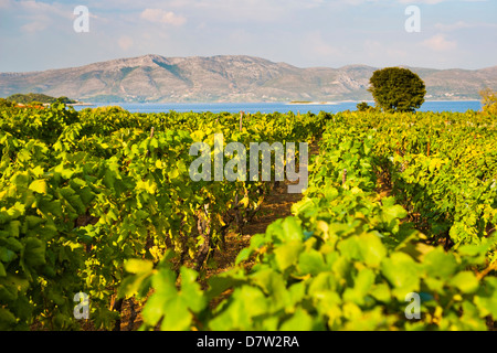 Vignoble, Lumbarda, l'île de Korcula, côte dalmate, Adriatique, Croatie Banque D'Images