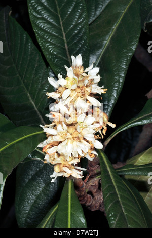 Close-up of Loquat / fleurs de prunier japonais / Chinois Plum- Eriobotrya japonica - famille des Rosacées Banque D'Images