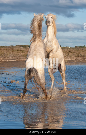 Chevaux Camargue, etalons combats dans l'eau, Bouches du Rhone, Provence, France Banque D'Images