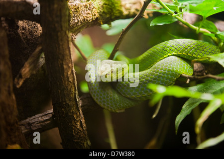 Viper Banque D'Images