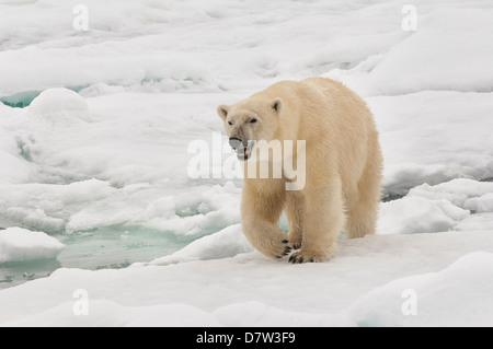 Femme ours polaire (Ursus maritimus), archipel du Svalbard, mer de Barents, Norvège, Scandinavie Banque D'Images