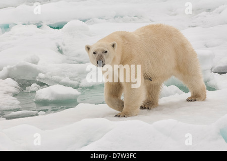 Femme ours polaire (Ursus maritimus), archipel du Svalbard, mer de Barents, Norvège, Scandinavie Banque D'Images