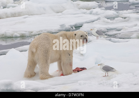 Mâle ours polaire (Ursus maritimus) avec un sceau proie, archipel du Svalbard, mer de Barents, Norvège, Scandinavie Banque D'Images