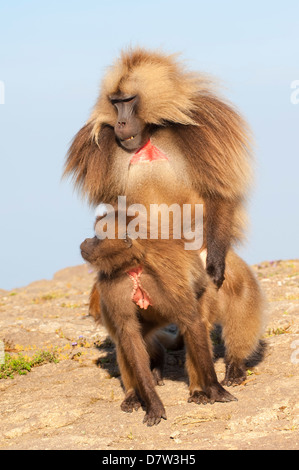 L'accouplement des babouins Gélada (Theropithecus Gelada), le parc national des montagnes du Simien, région d'Amhara, au nord de l'Ethiopie Banque D'Images