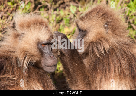 Les babouins gélada (Theropithecus Gelada) chaque toilettage, d'autres montagnes du Simien National Park, région d'Amhara, au nord de l'Ethiopie Banque D'Images