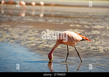 L'alimentation dans un James Flamingo une lagune peu profonde sur l'Altiplano bolivien, Bolivie, Amérique du Sud Banque D'Images