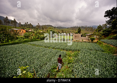 Un agriculteur et l'étudiant de l'ISFF poireaux dans Halgranoya pousse, Sri Lanka Banque D'Images