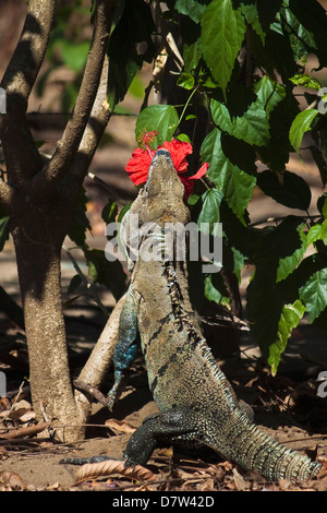 Large Black Ctenosaur ou Iguana Negra manger fleur d'Hibiscus rouge près de Nosara, Péninsule de Nicoya, Province de Guanacaste, Costa Rica Banque D'Images