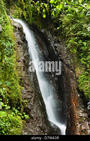 Cascade de ponts suspendus d'Arenal où la forêt est accessible par des passerelles, la Fortuna, Province d'Alajuela, Costa Rica Banque D'Images