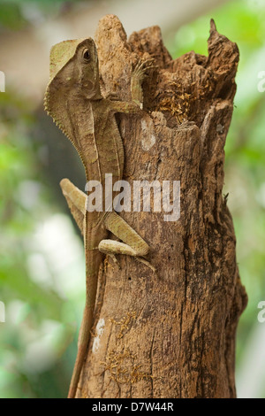 Iguane casqué ou Forest Chameleon (Corytophanes cristatus), l'Arenal, Province d'Alajuela, Costa Rica Banque D'Images