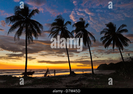 Palmiers au coucher du soleil sur la Playa Guiones Nosara Beach, surf, Péninsule de Nicoya, Province de Guanacaste, Costa Rica Banque D'Images