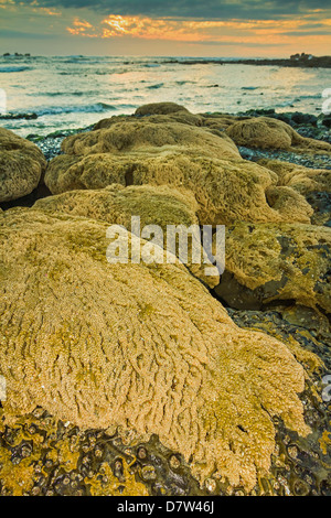 Sable intertidales reef faites par le Sandcastle worm, Playa Guiones beach, Nosara, Péninsule de Nicoya, Province de Guanacaste, Costa Rica Banque D'Images