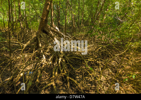 Forêt de mangroves dans la réserve biologique près de l'embouchure de la rivière de Nosara, Costa Rica, Péninsule de Nicoya, Province de Guanacaste, Costa Rica Banque D'Images