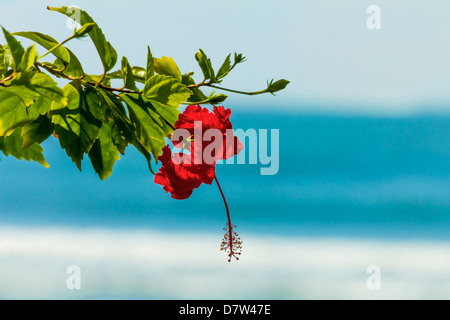 Fleur d'Hibiscus à la populaire Playa Guiones beach, Nosara, Péninsule de Nicoya, Province de Guanacaste, Costa Rica Banque D'Images