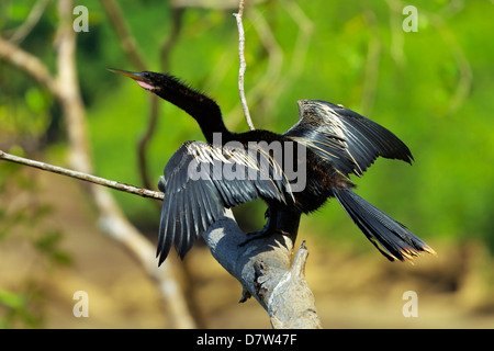 Anhinga (aka Snakebird mâles) d'une famille d'oiseaux du fouille-roche gris, sur la rivière de Nosara, Nosara, Province de Guanacaste, Costa Rica Banque D'Images