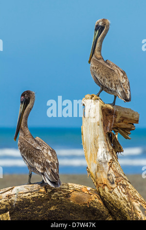 Paire de Le Pélican brun (Pelecanus occidentalis) perché à l'embouchure de la rivière de Nosara, Nosara, Province de Guanacaste, Costa Rica Banque D'Images