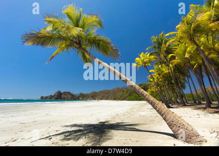 Belle plage de sable blanc, bordées de palmiers Playa Carrillo, Carrillo, nr Samara, Province de Guanacaste, Péninsule de Nicoya, Costa Rica Banque D'Images