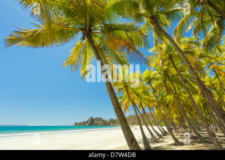 Beau sable blanc bordées de palmiers Playa Carrillo, Carrillo, près de Samara, Province de Guanacaste, Péninsule de Nicoya, Costa Rica Banque D'Images