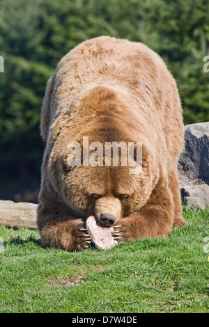 Manger de l'ours Kodiak Banque D'Images