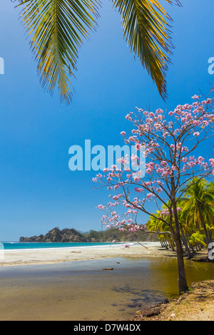 Beau sable blanc bordées de palmiers Playa Carrillo, Carrillo, près de Samara, Province de Guanacaste, Péninsule de Nicoya, Costa Rica Banque D'Images