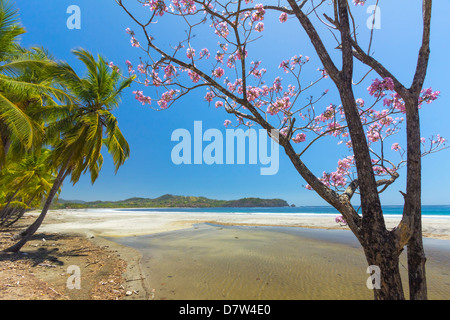 Beau sable blanc bordées de palmiers Playa Carrillo, Carrillo, près de Samara, Province de Guanacaste, Péninsule de Nicoya, Costa Rica Banque D'Images