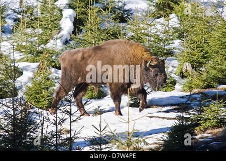 Bison d’Europe Banque D'Images