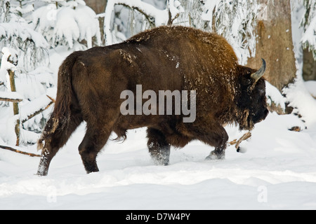 Bison d’Europe Banque D'Images