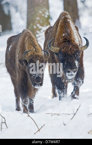 Bison d’Europe Banque D'Images