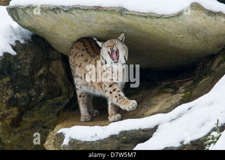 Lynx des Carpathes Banque D'Images