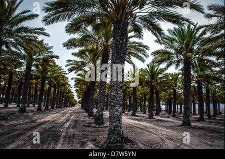 L'agriculture du désert. Date palm tree plantation. photographié en Israël, Aravah, Paran, Banque D'Images