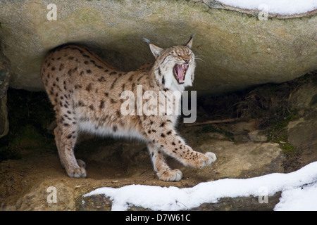 Lynx des Carpathes Banque D'Images