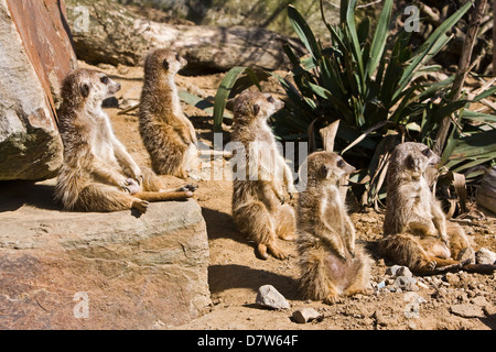 suricates Banque D'Images