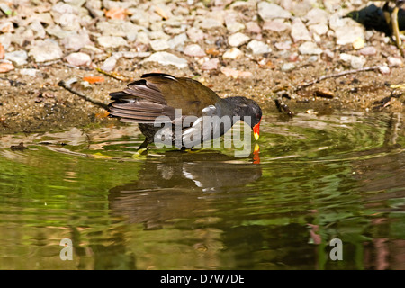 Gallinule commune Banque D'Images