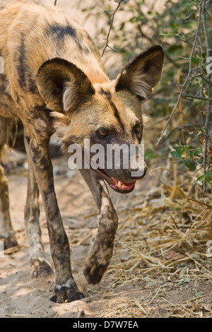 Chien de chasse Afrique Banque D'Images