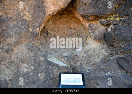 Un tronc de bois pétrifié dans la matrice rocheuse. Moab, Utah, USA. Banque D'Images